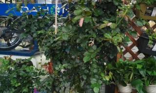 采花大盗是什么生肖 采花大盗是什么生肖