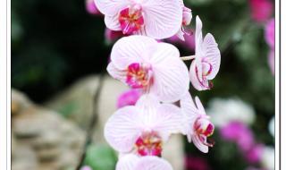 北京世界花卉大观园 北京世界花卉大观园