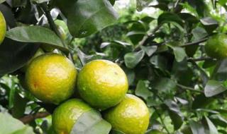 广东冷空气5日到货 广东冷空气5日到货