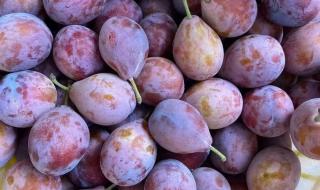 乌梅子酱什么意思